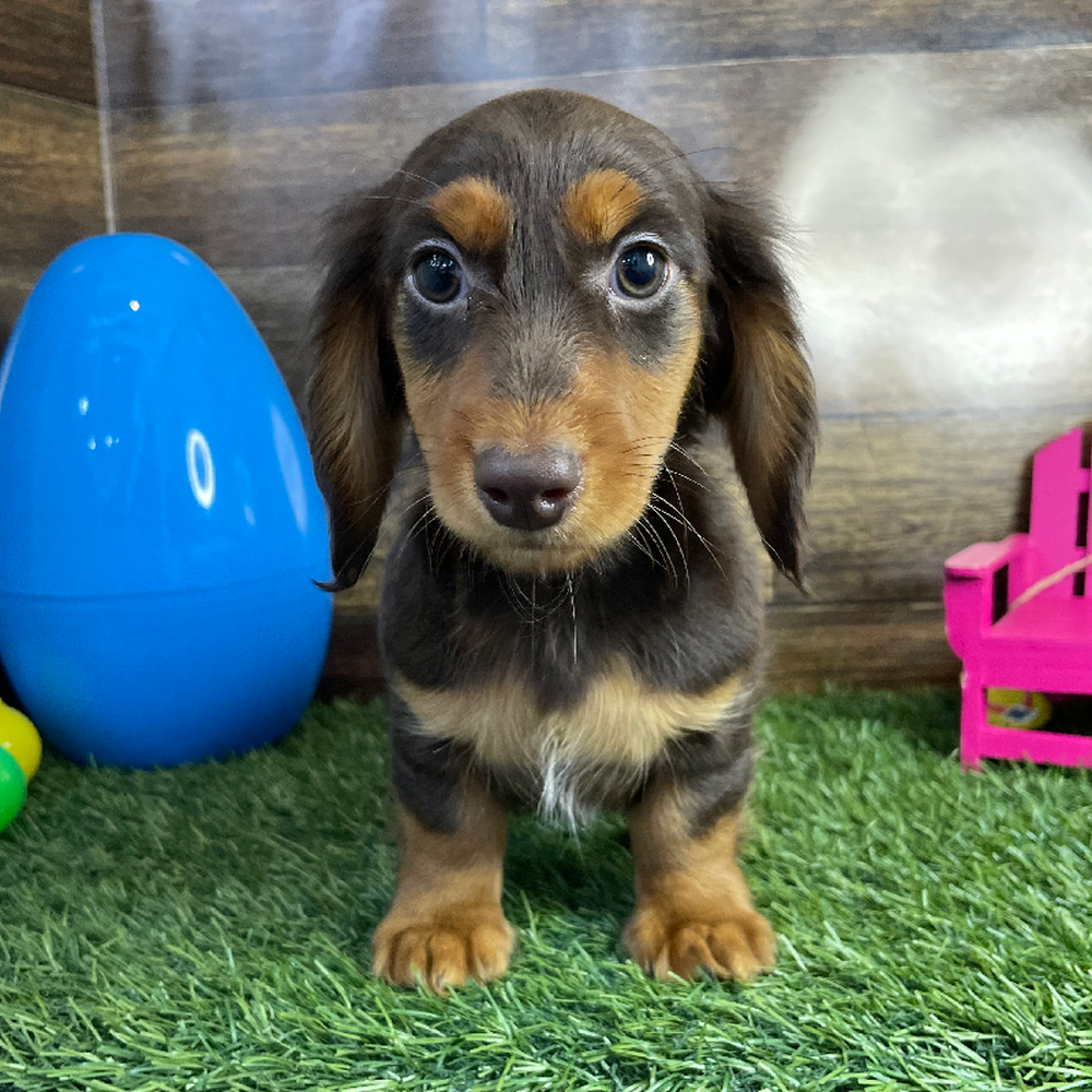 Male Dachshund Puppy for Sale in Braintree, MA
