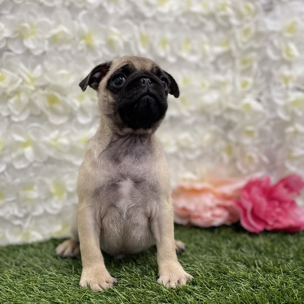 Male Pug Puppy for Sale in Braintree, MA