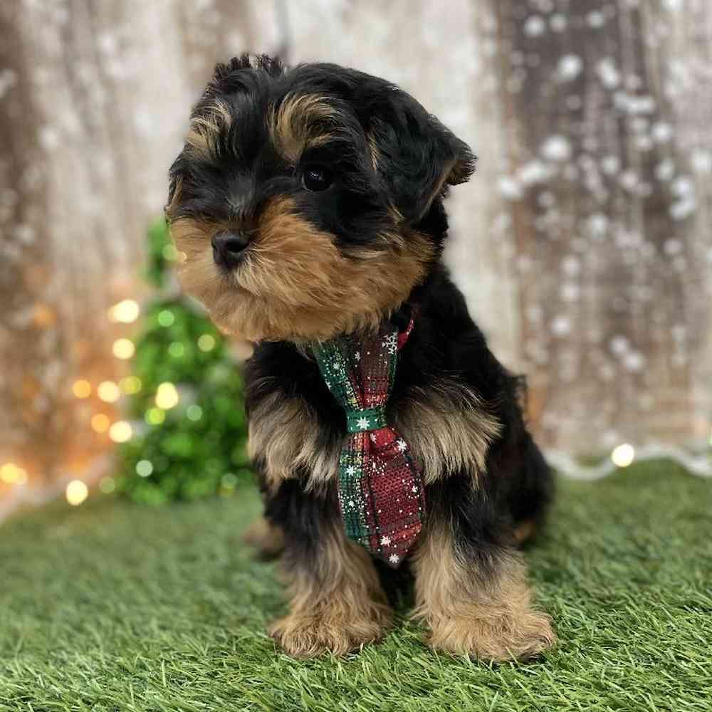 Male Yorkshire Terrier Puppy for Sale in Braintree, MA