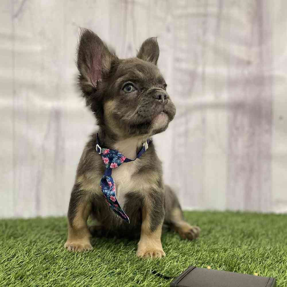 Male French Bulldog Puppy for Sale in Braintree, MA