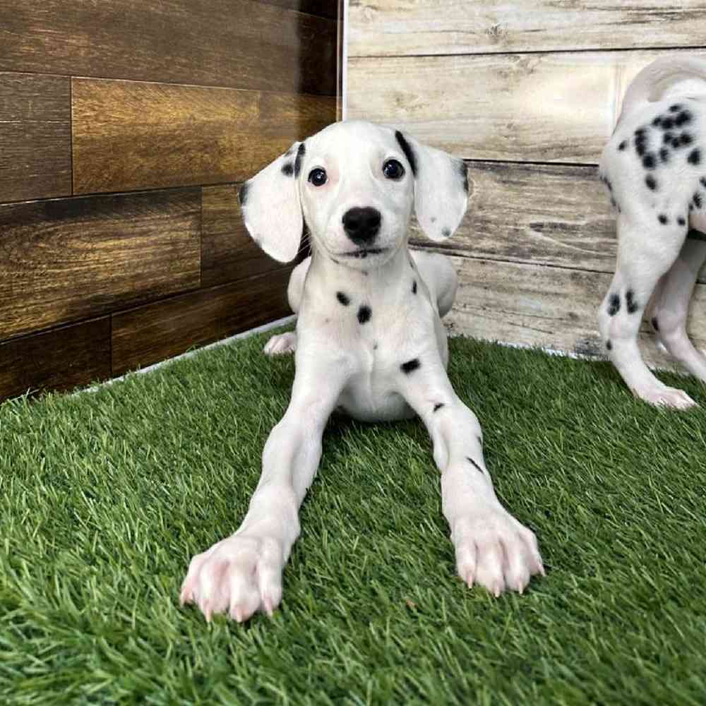 Male Dalmatian Puppy for Sale in Saugus, MA