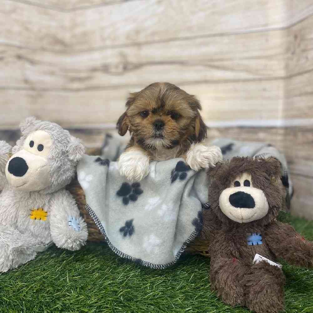 Female Shih-Apso Puppy for Sale in Saugus, MA