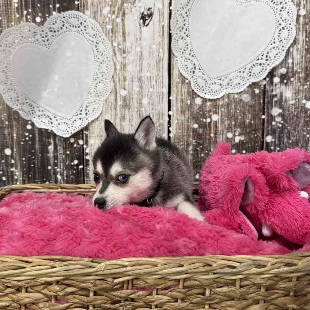 Female Alaskan Klee Kai Puppy for Sale in Saugus, MA