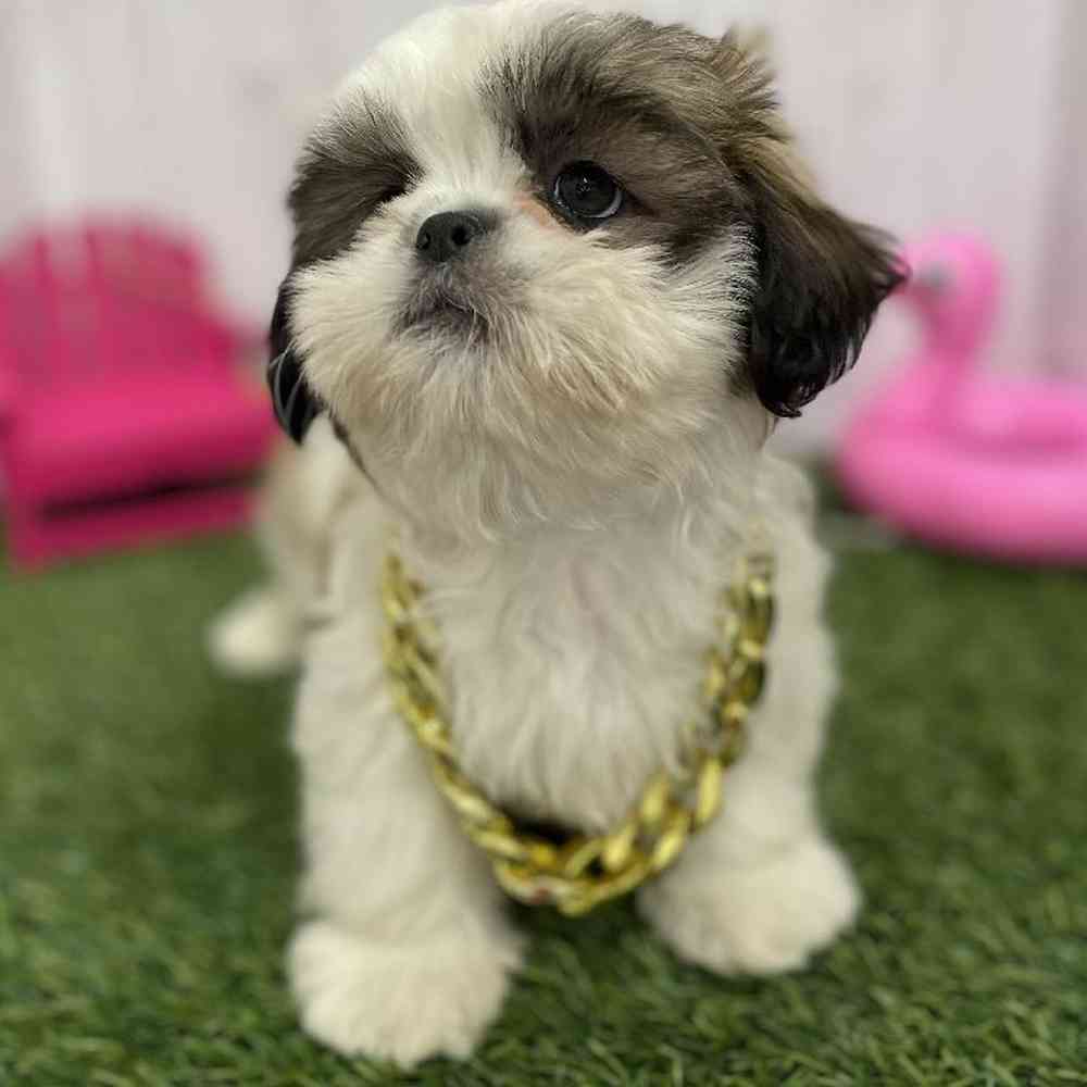 Male Shih Tzu Puppy for Sale in Braintree, MA