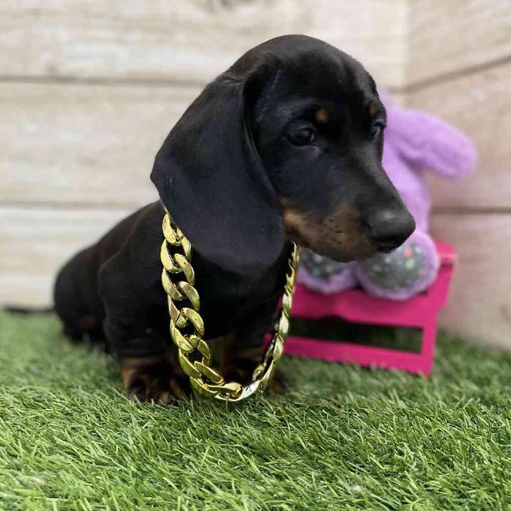 Male Dachshund Puppy for Sale in Braintree, MA