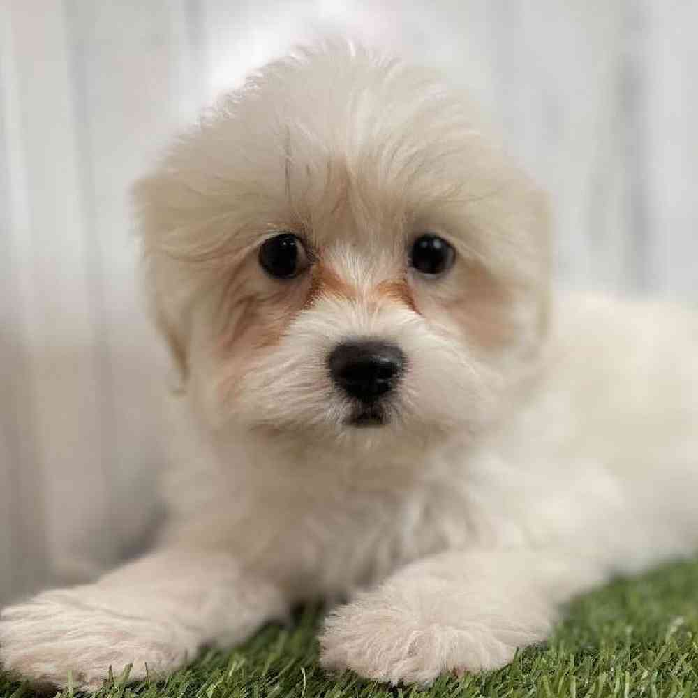 Female Shiranian Puppy for sale