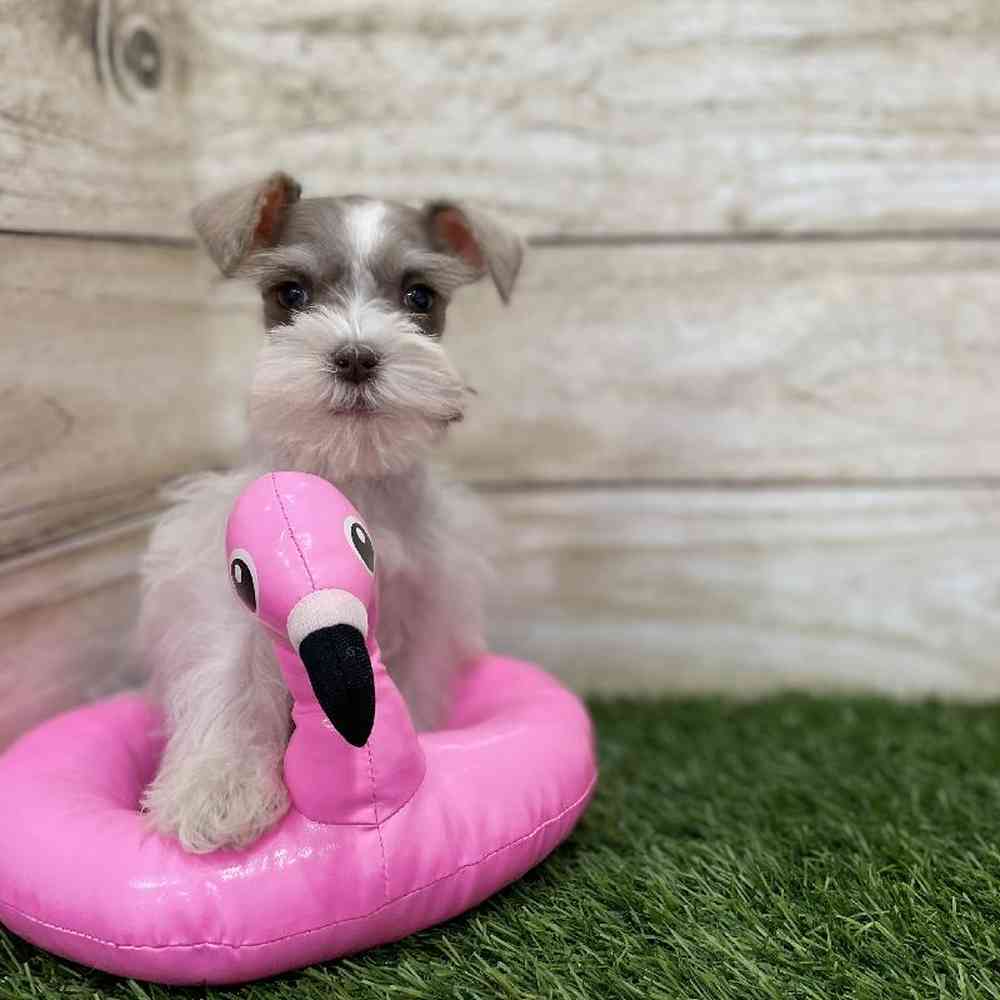 Female Miniature Schnauzer Puppy for Sale in Braintree, MA