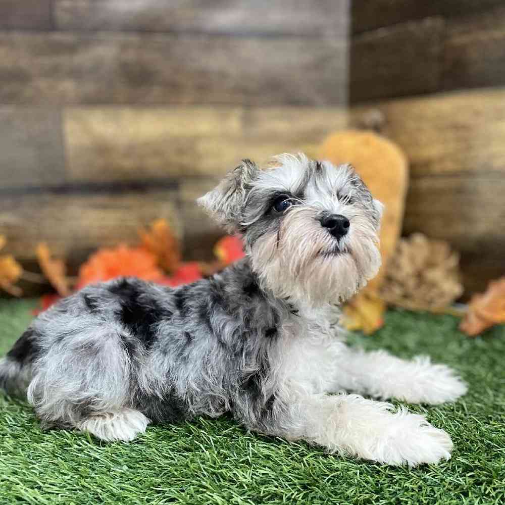 Male Miniature Schnauzer Puppy for Sale in Braintree, MA