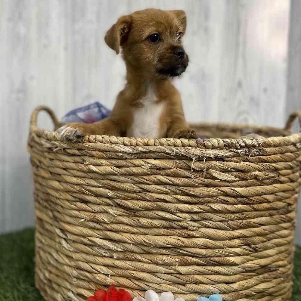 Female Yorkinese Puppy for sale