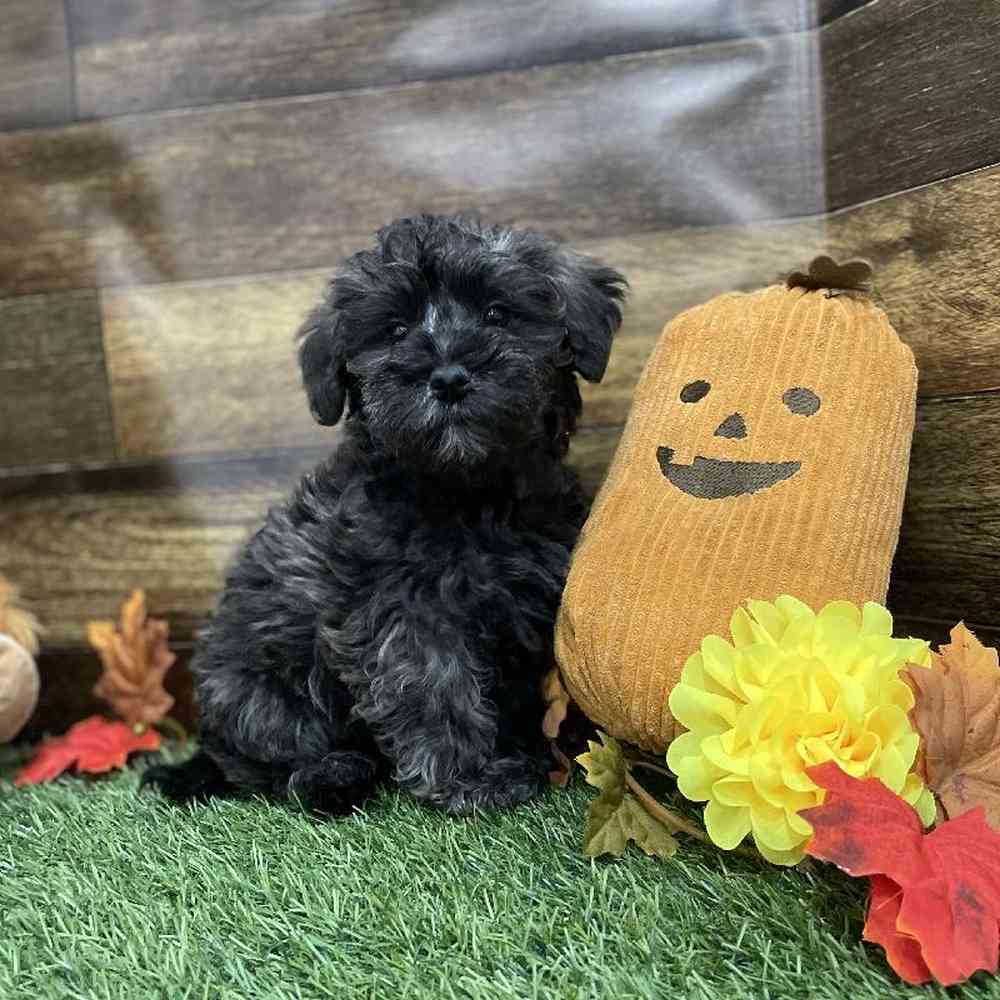 Female Schnoodle Puppy for Sale in Braintree, MA