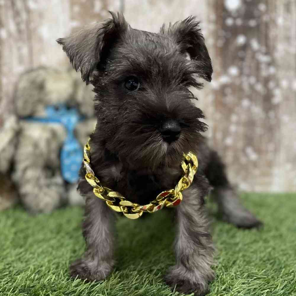 Male Miniature Schnauzer Puppy for Sale in Braintree, MA