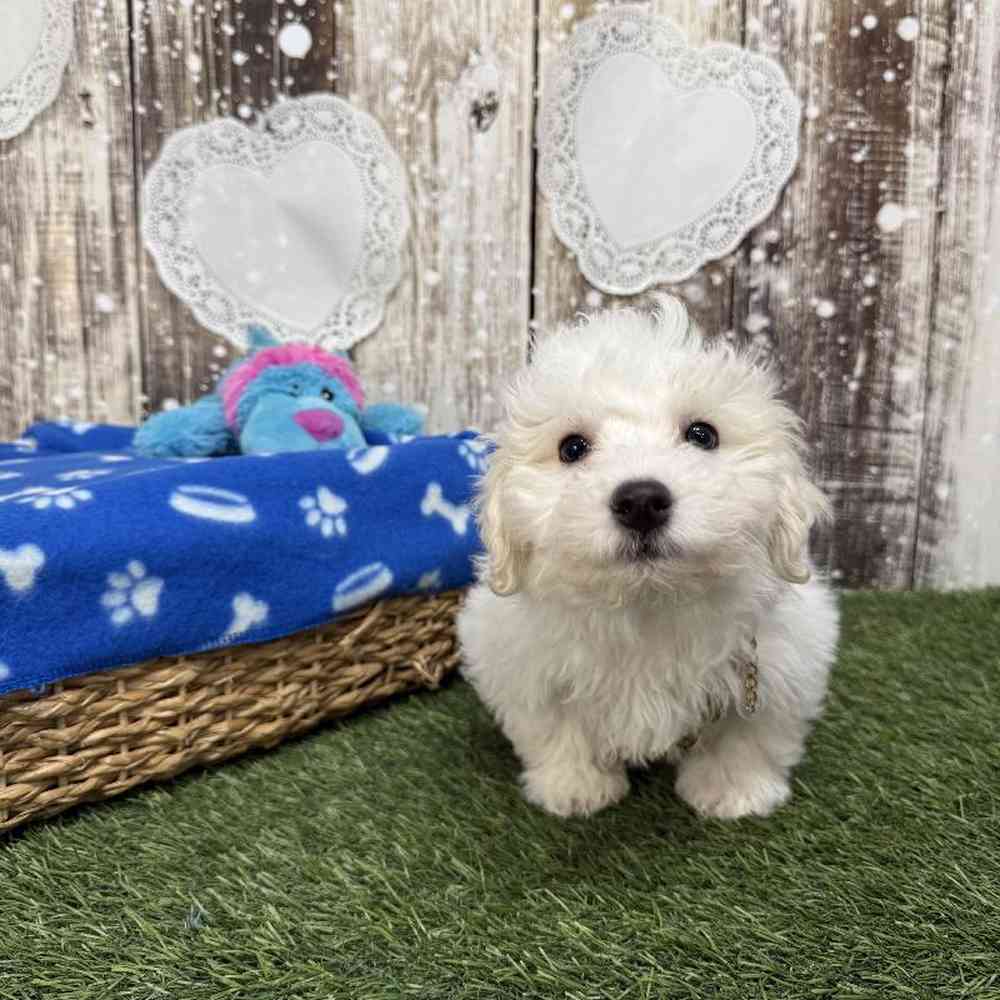 Male Bichon Frise Puppy for Sale in Saugus, MA