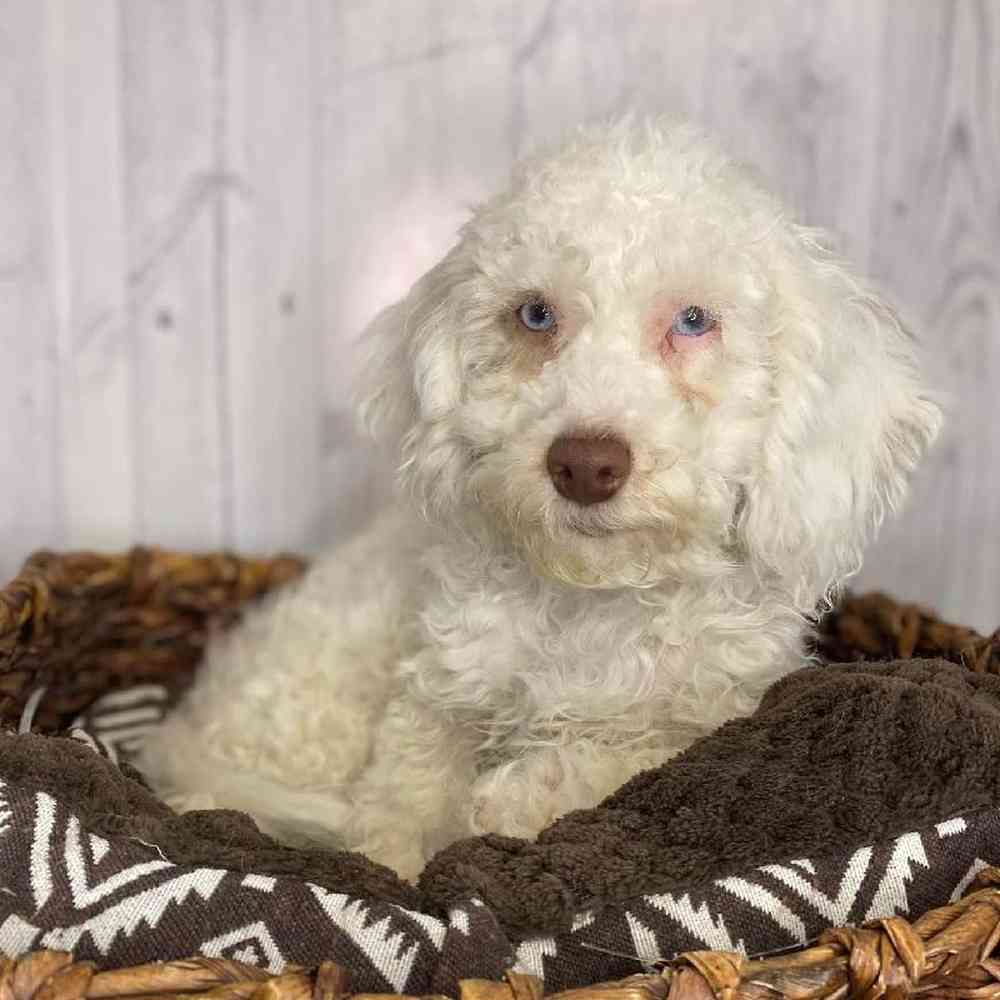 Male Cockapoo Puppy for Sale in Saugus, MA