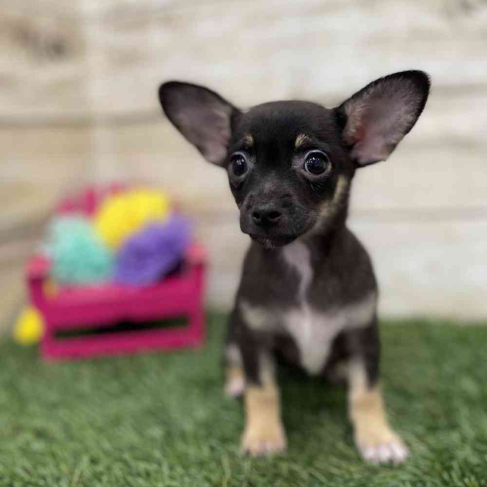 Female Chihuahua Puppy for Sale in Braintree, MA