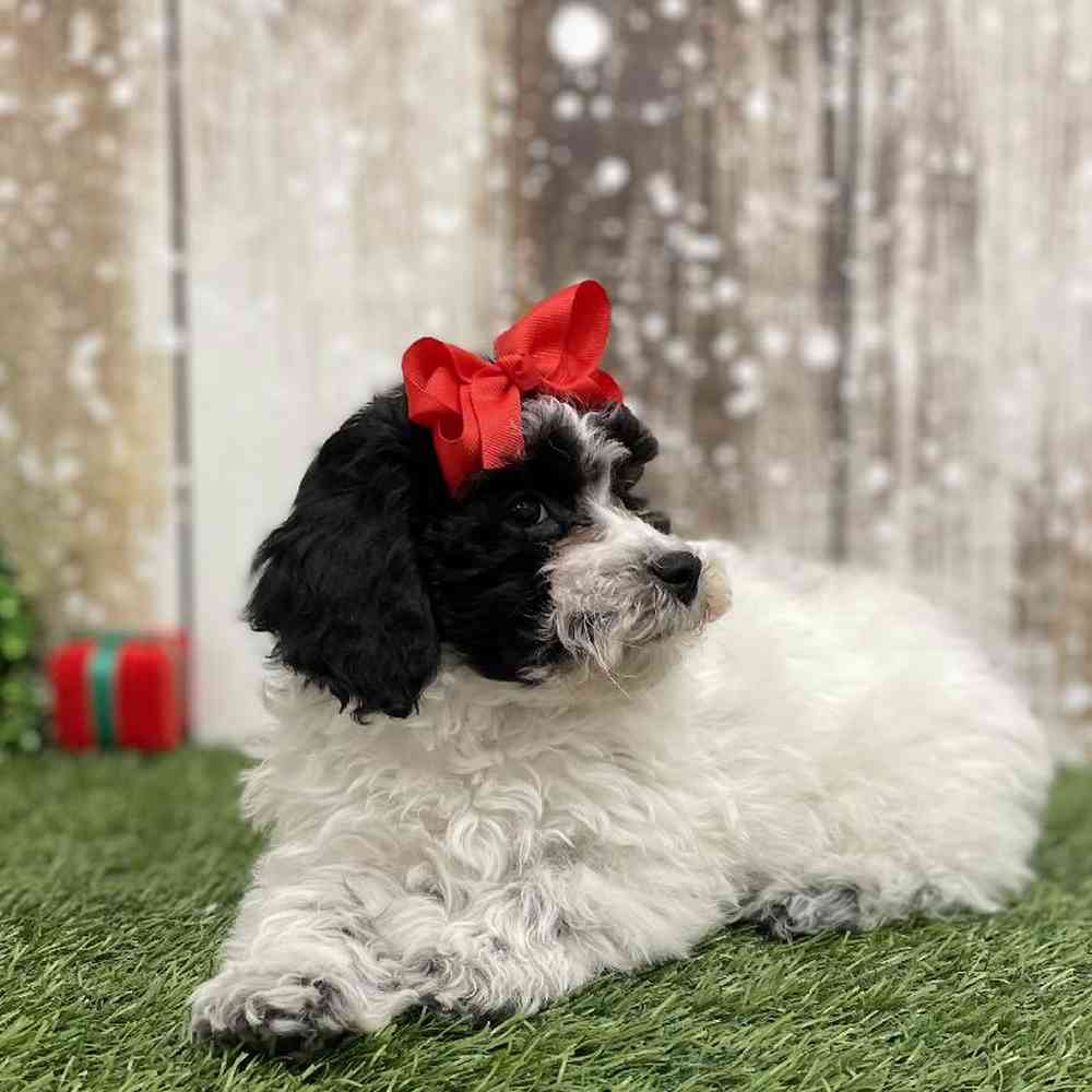 Female Cavachon Puppy for Sale in Braintree, MA