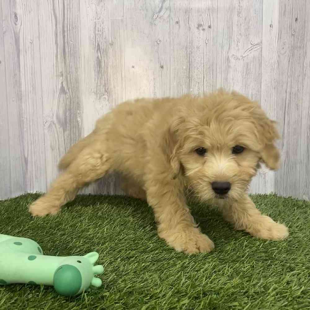 Female Mini Goldendoodle Puppy for Sale in Saugus, MA