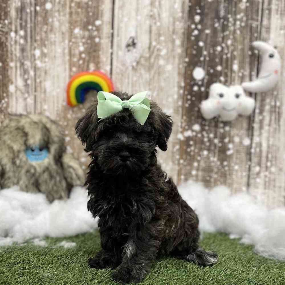 Schnoodle For Sale Pet Express Braintree