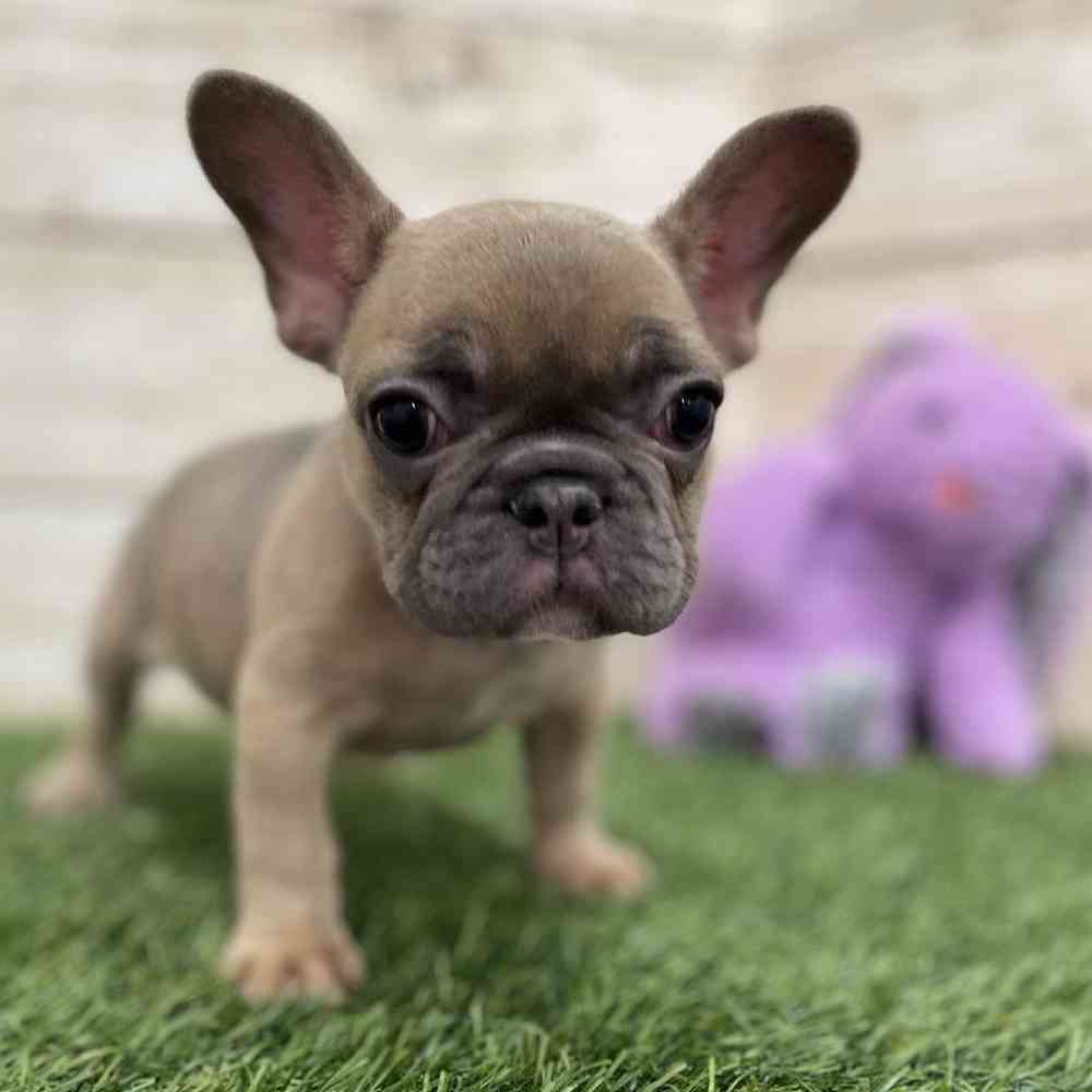 Female French Bulldog Puppy for Sale in Braintree, MA