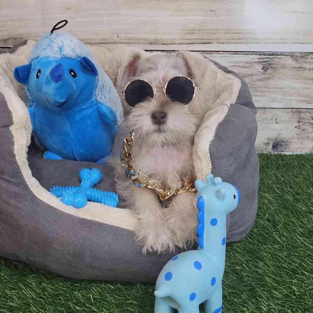 Male Miniature Schnauzer Puppy for Sale in Saugus, MA