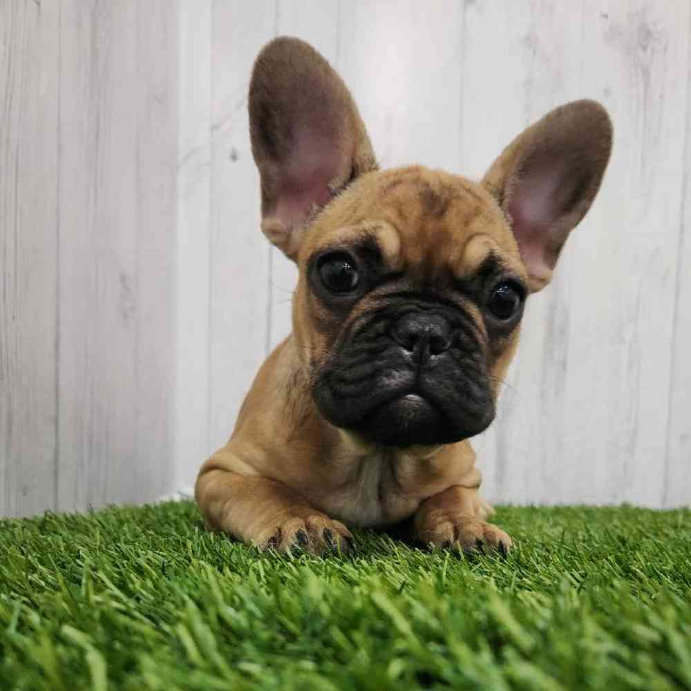 Female French Bulldog Puppy for Sale in Braintree, MA