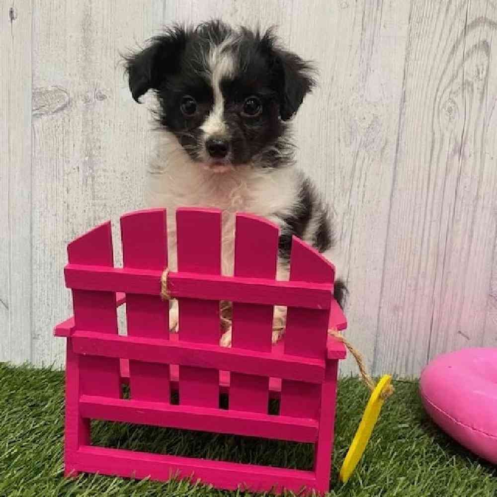 Male Mini Aussiedoodle Puppy for Sale in Braintree, MA