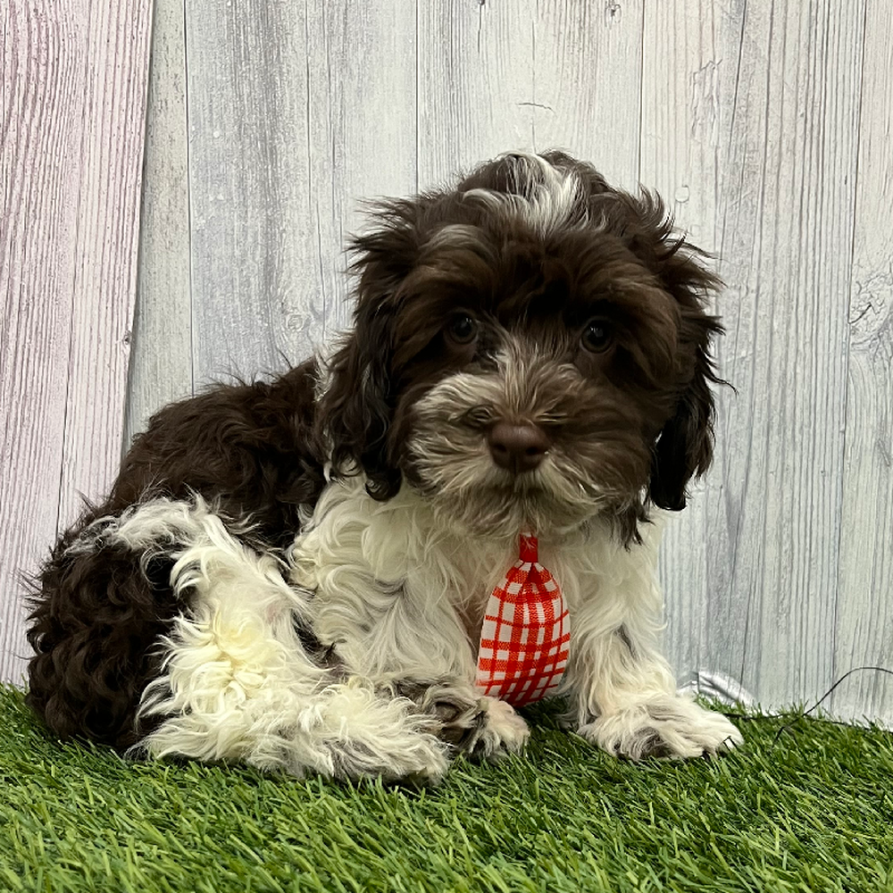 Male Havanese Puppy for Sale in Braintree, MA