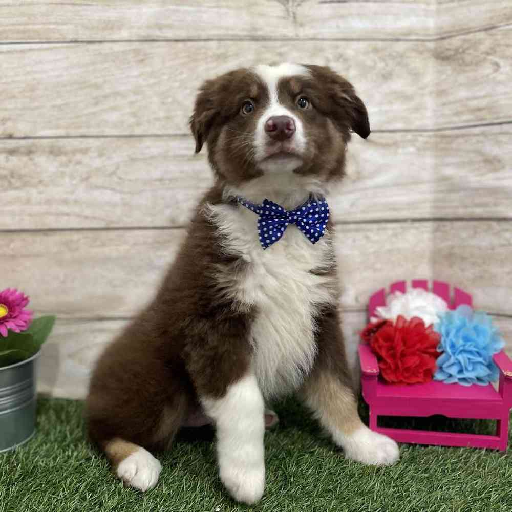 Male Miniature Australian Shepherd Puppy for Sale in Braintree, MA