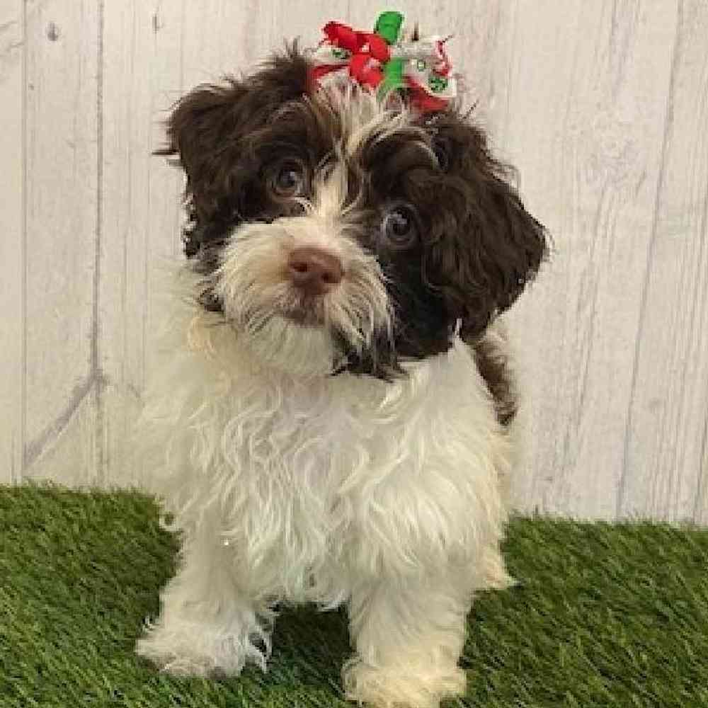 Female Havanese Puppy for sale