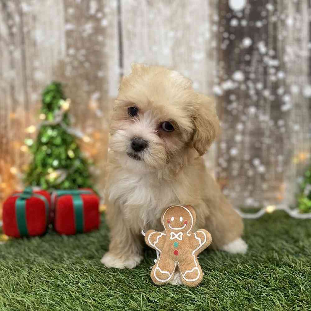 Female Malti-Poo Puppy for Sale in Braintree, MA