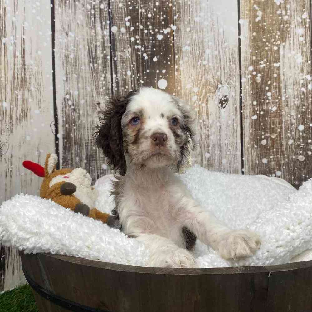 Male Cocker Spaniel Puppy for Sale in Saugus, MA