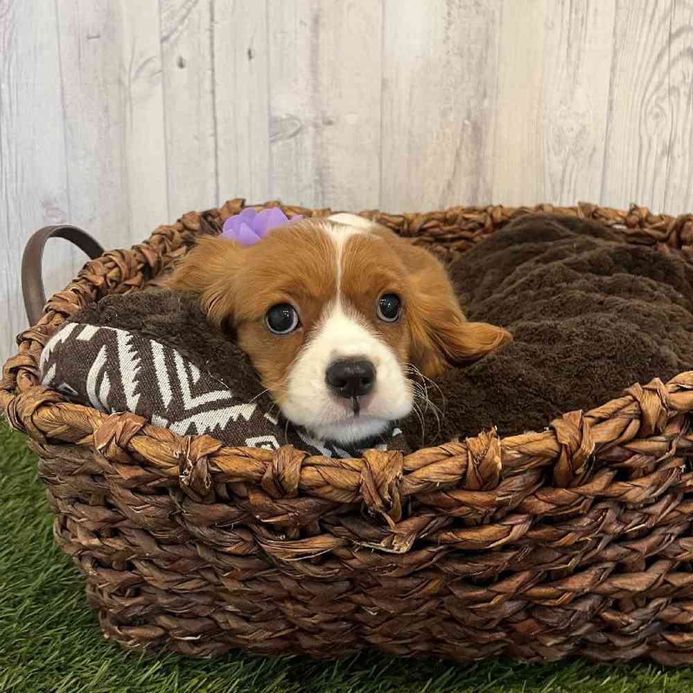 Female Cavalier King Charles Spaniel Puppy for Sale in Saugus, MA
