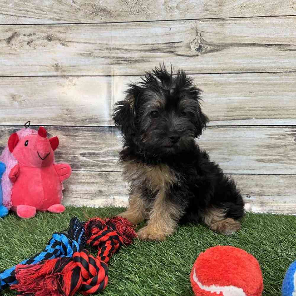 Male Bichon-Poodle 2nd Gen Puppy for Sale in Braintree, MA