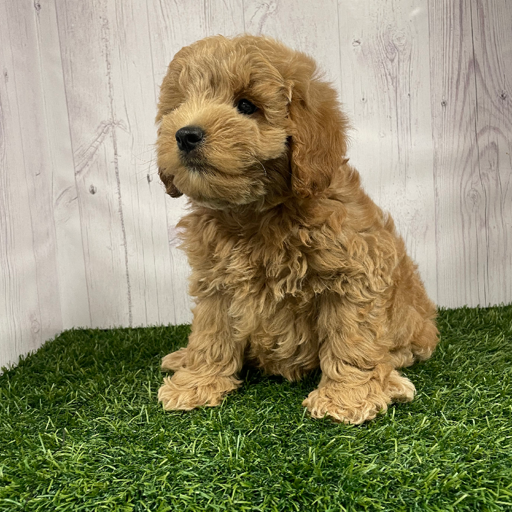 Male Mini Labradoodle 2nd Gen Puppy for Sale in Braintree, MA