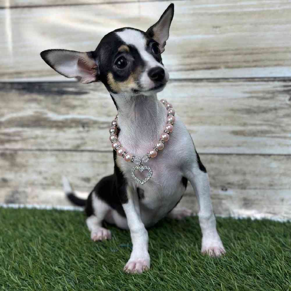 Female Chihuahua Puppy for Sale in Saugus, MA