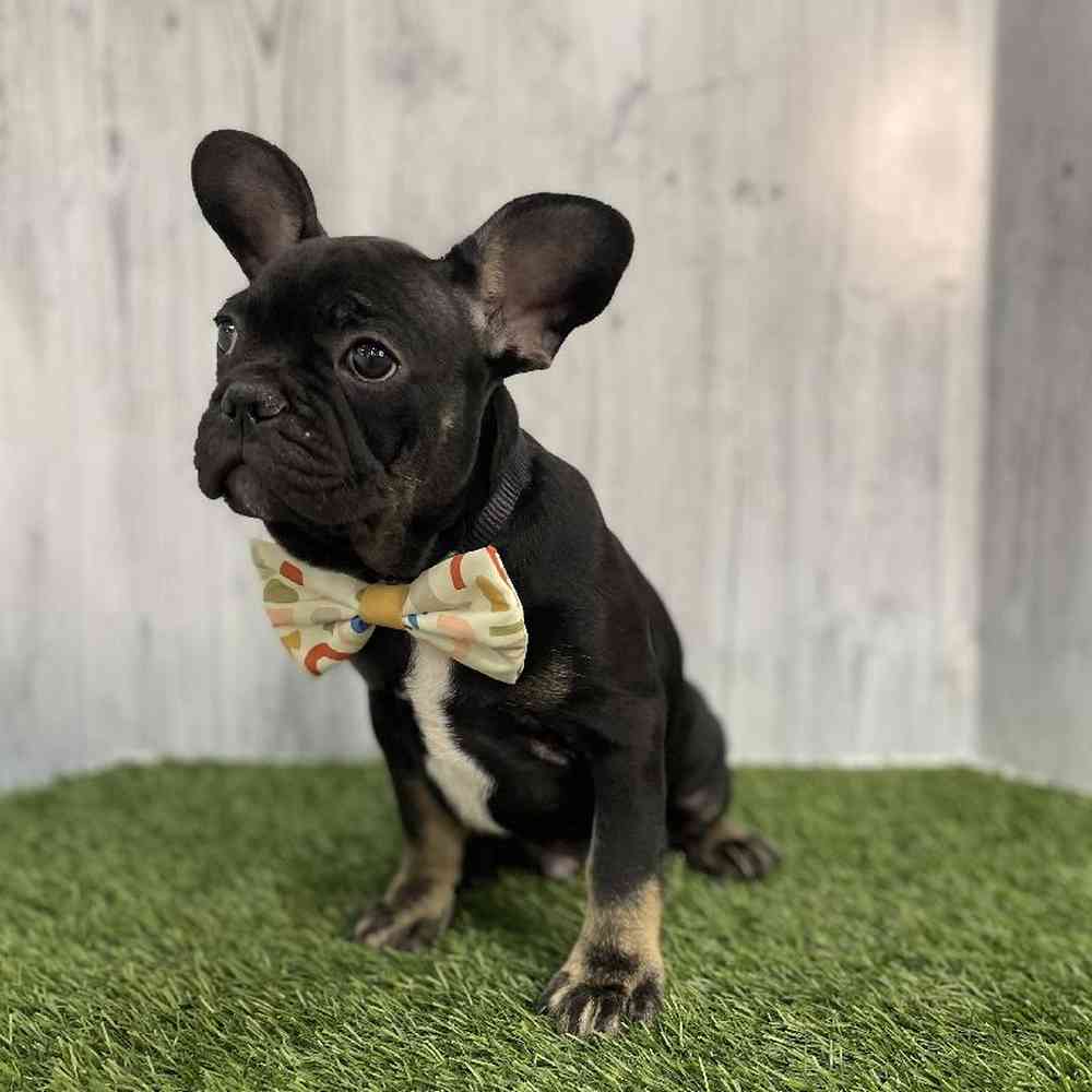 Male French Bulldog Puppy for sale