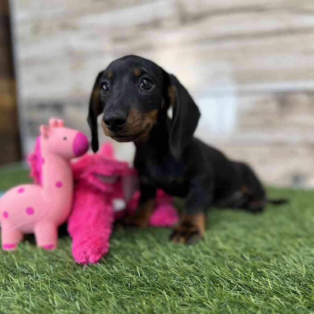 Female Dachshund Puppy for Sale in Saugus, MA