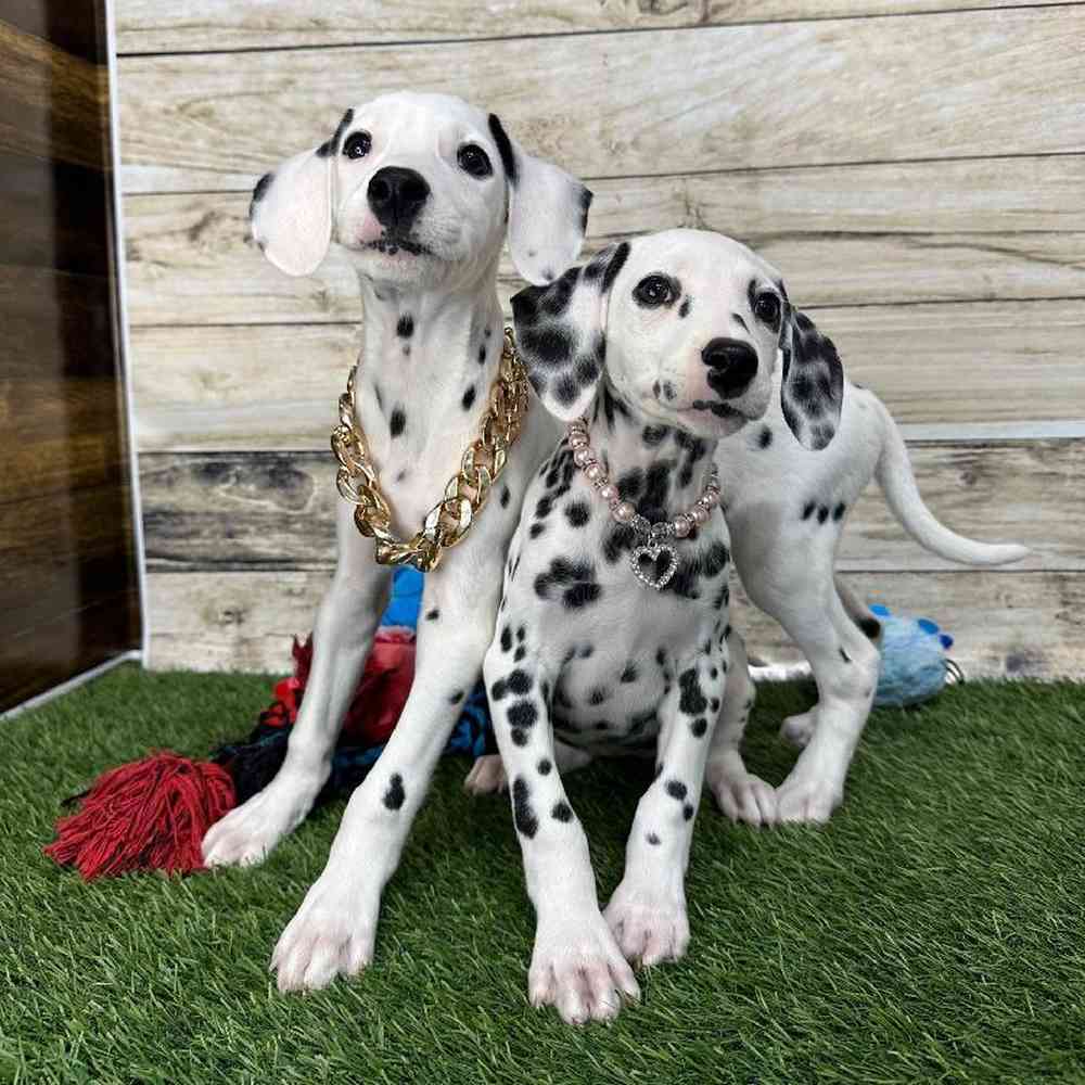 Female Dalmatian Puppy for Sale in Saugus, MA