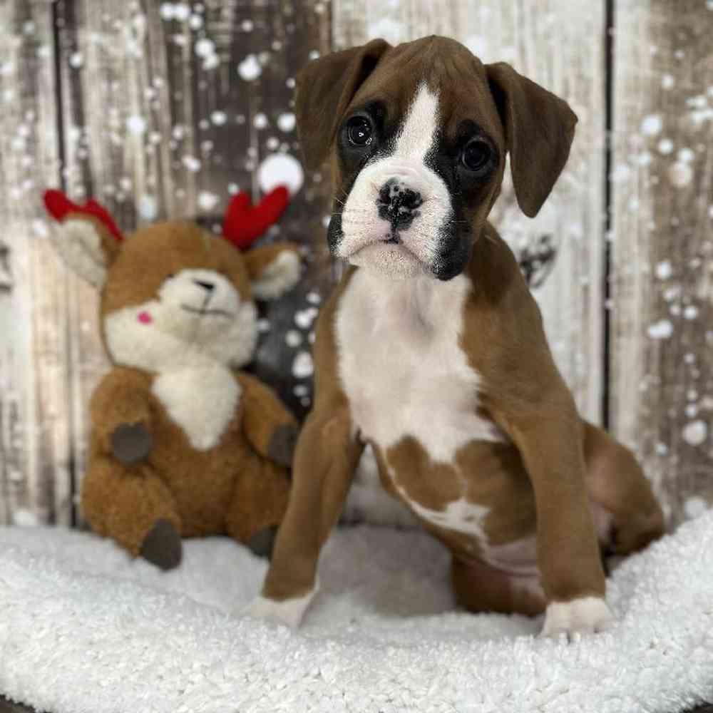Female Boxer Puppy for Sale in Saugus, MA