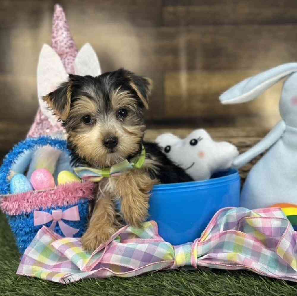 Male Yorkshire Terrier Puppy for Sale in Saugus, MA