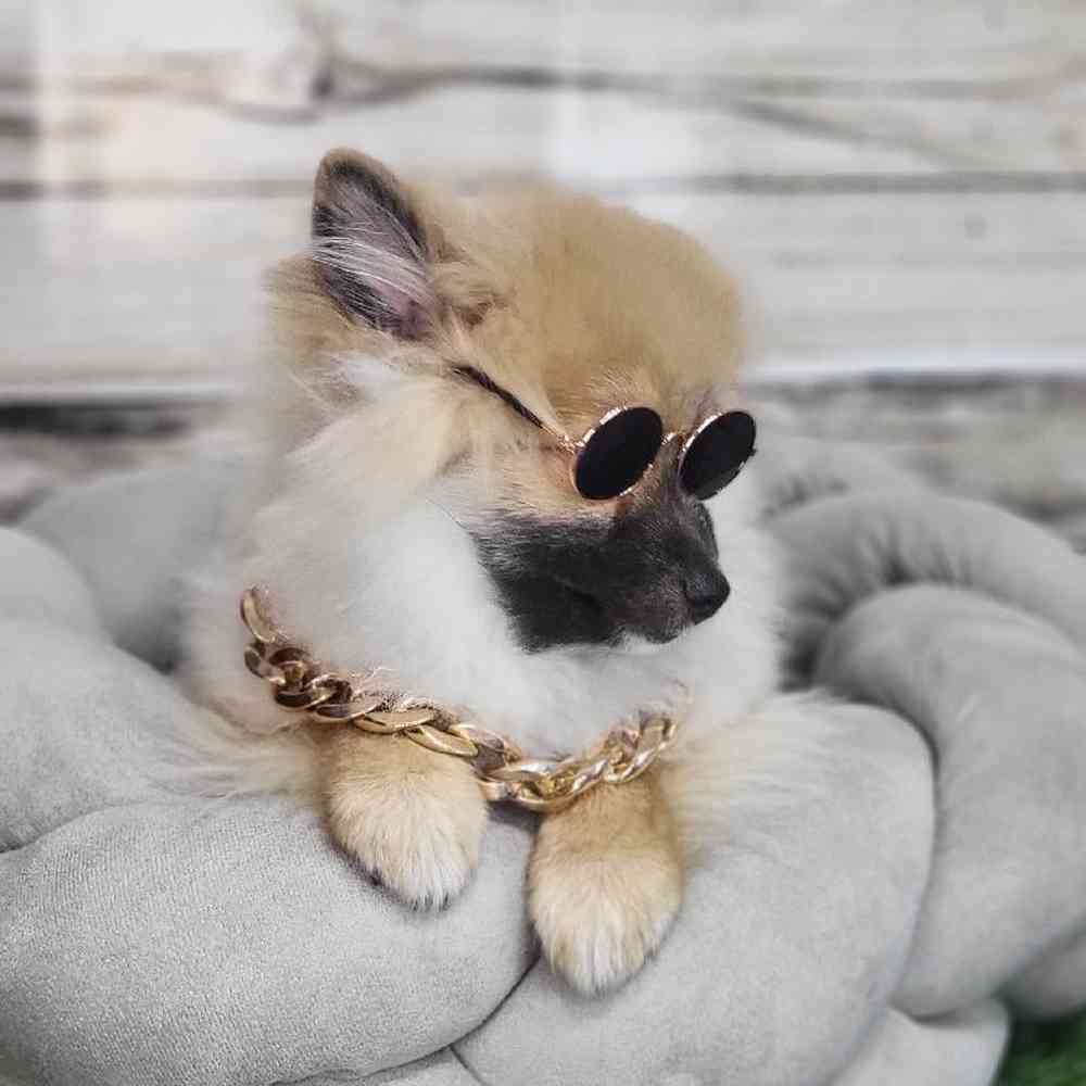 Male Pomeranian Puppy for Sale in Saugus, MA