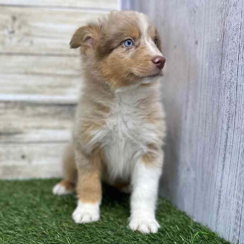 Male Miniature Australian Shepherd Puppy for Sale in Saugus, MA