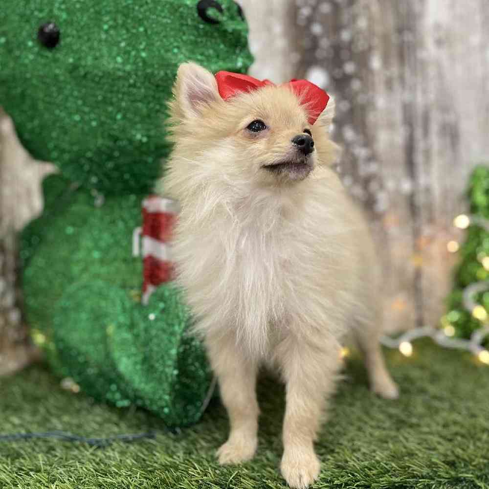 Female Pomeranian Puppy for Sale in Braintree, MA