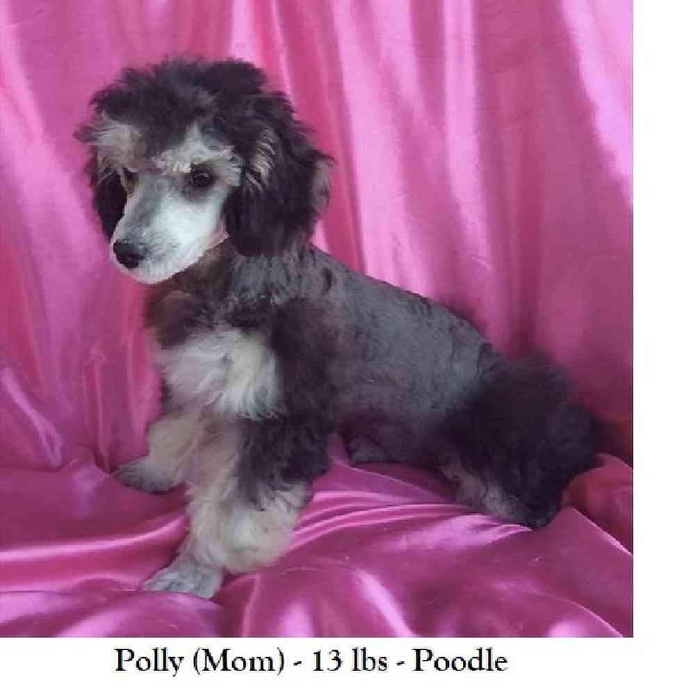 Male Poodle (MINI) Puppy for Sale in Saugus, MA