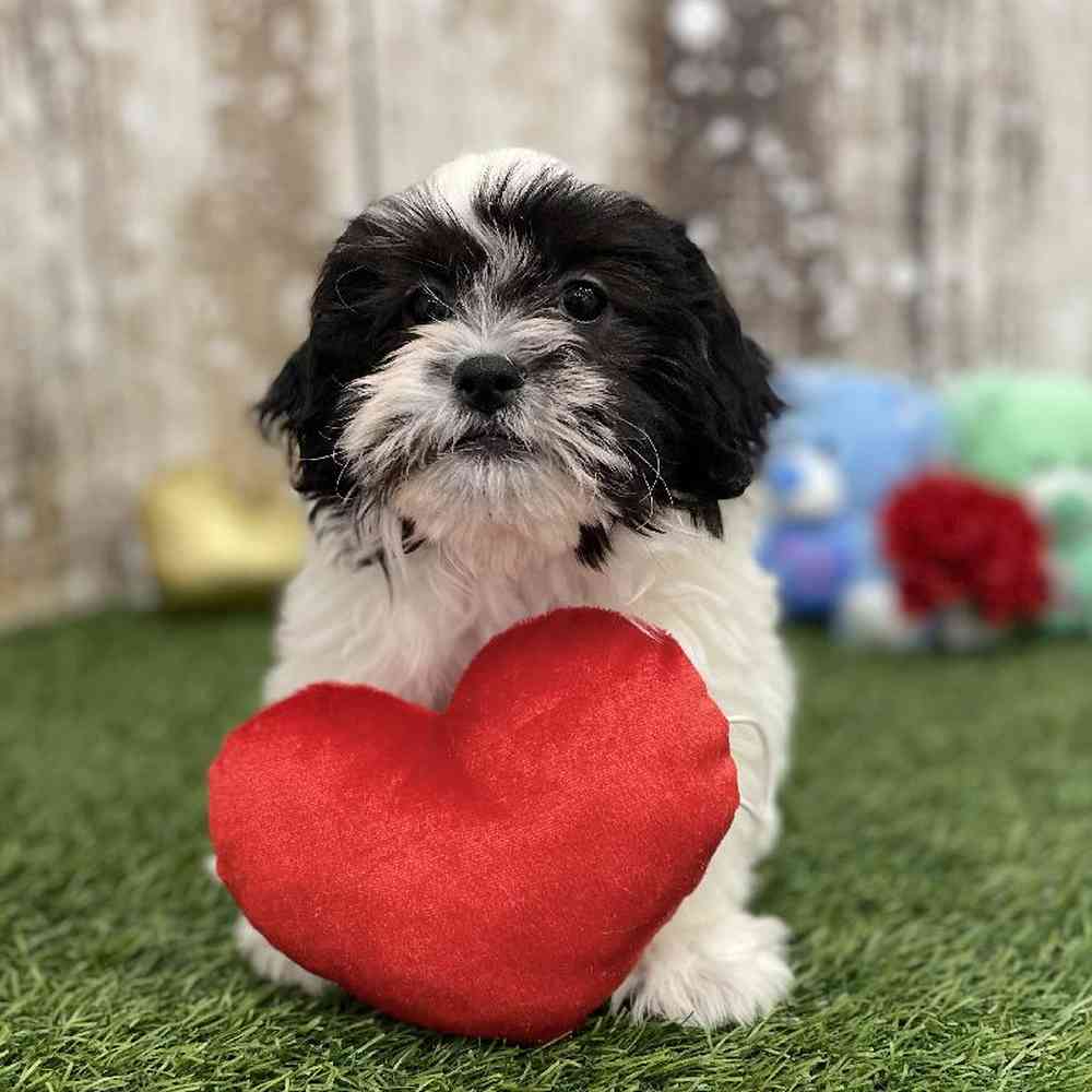 Female Teddy Bear (Zuchon) Puppy for Sale in Braintree, MA