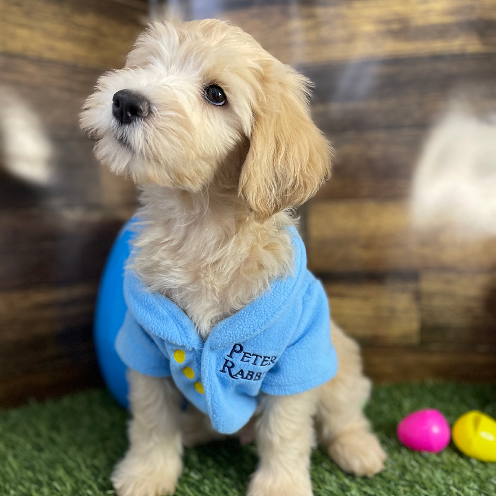 Male Mini Labradoodle 2nd Gen Puppy for Sale in Saugus, MA