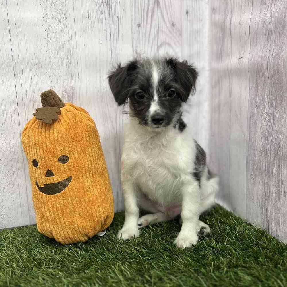 Male Mini Aussiedoodle Puppy for Sale in Braintree, MA