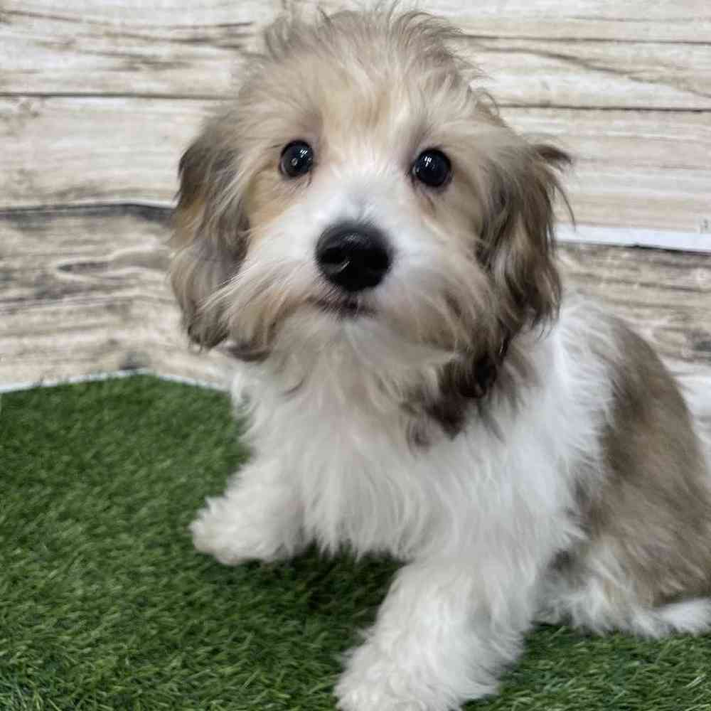 Female Hava-Chon Puppy for Sale in Saugus, MA
