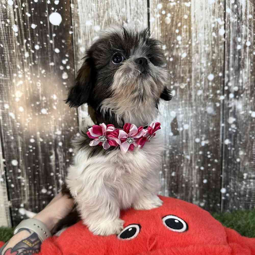 Female Shih Tzu Puppy for Sale in Saugus, MA