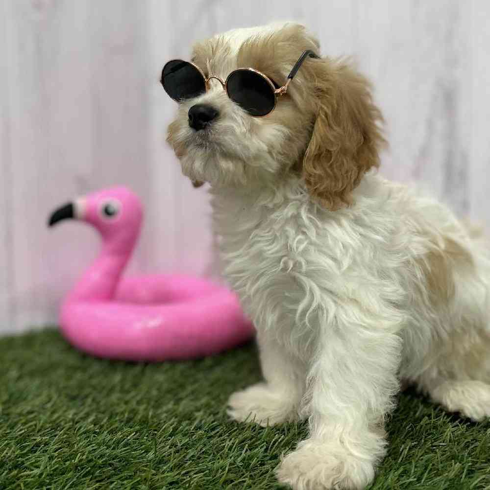 Male Cavachon Puppy for Sale in Braintree, MA