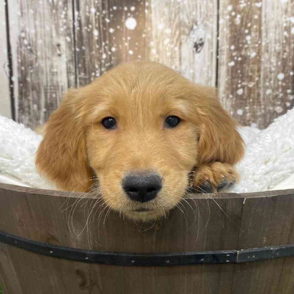 Male Golden Retriever Puppy for Sale in Saugus, MA